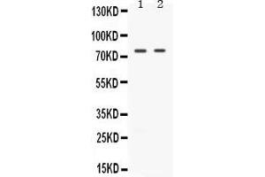Western blot analysis of TAK1 expression in rat spleen extract ( Lane 1) and HELA whole cell lysates ( Lane 2).
