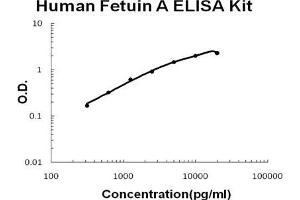 Human Fetuin A PicoKine ELISA Kit standard curve