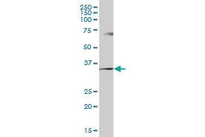 GGPS1 MaxPab polyclonal antibody. (GGPS1 antibody  (AA 1-300))