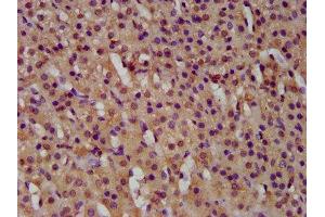 GTPBP1 antibody  (AA 562-669)