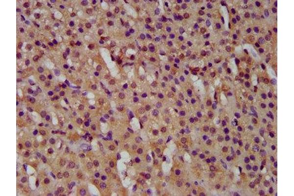 GTPBP1 antibody  (AA 562-669)