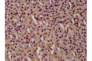 IHC image of ABIN7154578 diluted at 1:500 and staining in paraffin-embedded human adrenal gland tissue performed on a Leica BondTM system. (GTPBP1 antibody  (AA 562-669))