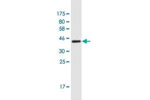 Western Blot detection against Immunogen (38. (SLC30A5 antibody  (AA 1-118))