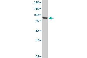KIF3B MaxPab polyclonal antibody. (KIF3B antibody  (AA 1-747))
