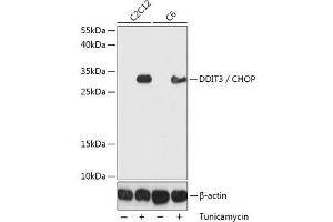 Western blot analysis of extracts of various cell lines using DDIT3 / CHOP Polyclonal Antibody at dilution of 1:1000. (DDIT3 antibody)