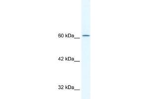 Human HepG2; WB Suggested Anti-TLE3 Antibody Titration: 2.