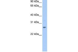 CRISP1 antibody used at 1 ug/ml to detect target protein. (CRISP1 antibody  (N-Term))