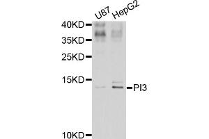 Western blot analysis of extracts of various cell lines, using PI3 antibody (ABIN5974984) at 1/1000 dilution. (PI3 antibody)