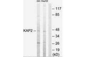 Western Blotting (WB) image for anti-Protein Kinase, CAMP-Dependent, Regulatory, Type II, alpha (PRKAR2A) (AA 41-90) antibody (ABIN2889394) (PRKAR2A antibody  (AA 41-90))