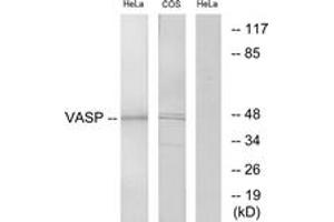 Western blot analysis of extracts from HeLa/COS7 cells, using VASP (Ab-238) Antibody. (VASP antibody  (AA 206-255))
