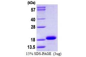 SDS-PAGE (SDS) image for Cytochrome B5 Type A (Microsomal) (CYB5A) (AA 1-108) protein (His tag) (ABIN667530) (CYB5A Protein (AA 1-108) (His tag))