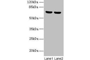 Western blot All lanes: SYTL3 antibody at 5 μg/mL Lane 1: A549 whole cell lysate Lane 2: THP-1 whole cell lysate Secondary Goat polyclonal to rabbit IgG at 1/10000 dilution Predicted band size: 69, 61 kDa Observed band size: 69 kDa