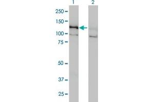 Western Blot analysis of DAAM1 expression in transfected 293T cell line by DAAM1 monoclonal antibody (M05), clone 5D3. (DAAM1 antibody  (AA 1-110))