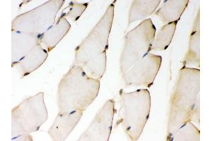 Anti- KAT13D/CLOCK antibody, IHC(P) IHC(P): Mouse Skeletal Muscle Tissue (CLOCK antibody  (N-Term))