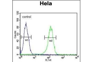 TME Antibody (N-term) (ABIN654026 and ABIN2843945) flow cytometric analysis of Hela cells (right histogram) compared to a negative control cell (left histogram). (TMEM214 antibody  (N-Term))
