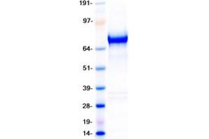 Validation with Western Blot (LRP8 Protein (Transcript Variant 3) (Myc-DYKDDDDK Tag))