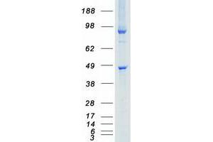 Validation with Western Blot (STK26/MST4 Protein (Transcript Variant 1) (Myc-DYKDDDDK Tag))