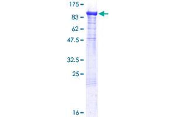 SCG2 Protein (AA 1-617) (GST tag)
