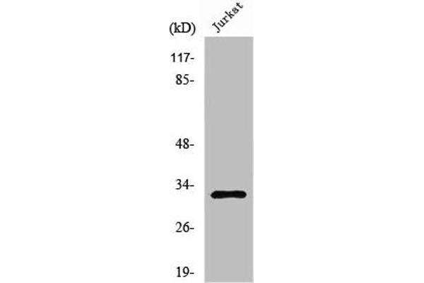 NEURL2 antibody  (Internal Region)