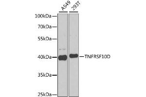 Western blot analysis of extracts of various cell lines, using TNFRSF10D antibody. (DcR2 antibody)