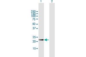 Western Blot analysis of CRK expression in transfected 293T cell line by CRK MaxPab polyclonal antibody. (Crk antibody  (AA 1-204))