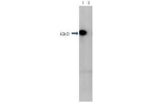 Western Blot of Rabbit Anti-HDAC1 antibody. (HDAC1 antibody  (Internal Region))