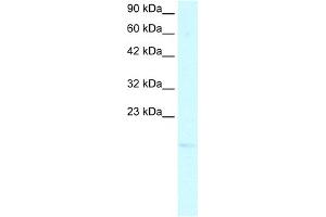 WB Suggested Anti-PC4 Antibody Titration:  2. (SUB1 antibody  (N-Term))