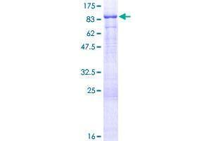 FERMT3 Protein (AA 1-663) (GST tag)