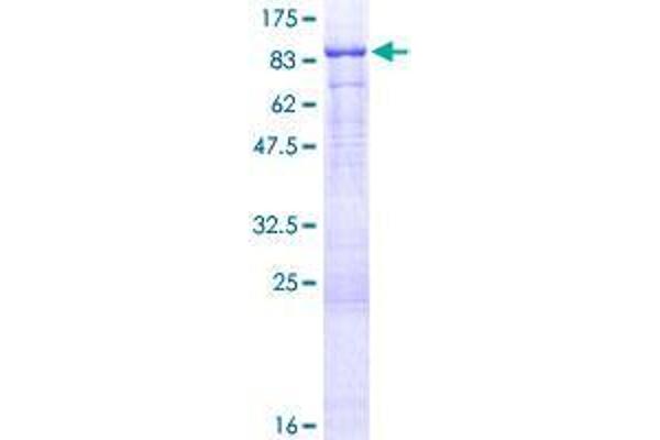 FERMT3 Protein (AA 1-663) (GST tag)