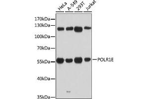 Western blot analysis of extracts of various cell lines, using POLR1E antibody (ABIN6131099, ABIN6145912, ABIN6145913 and ABIN6216434) at 1:3000 dilution. (POLR1E antibody  (AA 1-419))
