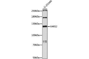 Western blot analysis of extracts of U-251MG cells, using V antibody (ABIN7271286) at 1:1000 dilution. (Valyl-tRNA Synthetase 2, Mitochondrial (VARS2) (AA 864-1063) antibody)