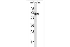 Western blot analysis in mouse brain tissue lysates (35ug/lane). (PXK antibody  (AA 164-193))