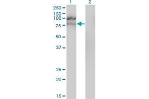 Western Blot analysis of HGS expression in transfected 293T cell line by HGS monoclonal antibody (M01), clone 6D11.