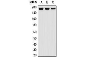Western blot analysis of LTBP1 expression in HEK293T (A), Raw264. (LTBP1 antibody  (N-Term))