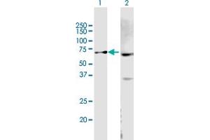 Western Blot analysis of ABCB9 expression in transfected 293T cell line by ABCB9 MaxPab polyclonal antibody. (ABCB9 antibody  (AA 1-596))