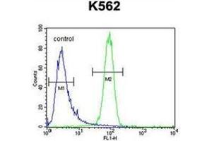 Flow cytometric analysis of K562 cells using MCHR1 / GPR24 Antibody (C-term) Cat. (MCHR1 antibody  (C-Term))