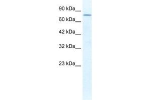 DDX23 antibody used at 1. (DDX23 antibody)