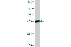 Western Blot detection against Immunogen (50. (PSPH antibody  (AA 1-225))