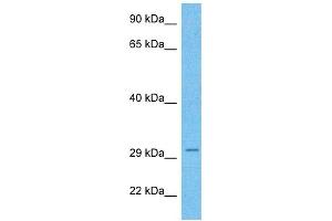 NOTO antibody  (C-Term)