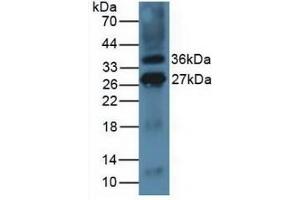 Detection of ICOSLG in Mouse Thymus Tissue using Polyclonal Antibody to Inducible T-Cell Co Stimulator Ligand (ICOSLG) (ICOSLG antibody  (AA 58-249))