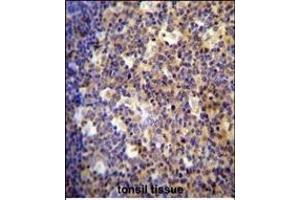 ALOX12B antibody (C-term) (ABIN654058 and ABIN2843957) immunohistochemistry analysis in formalin fixed and paraffin embedded human tonsil tissue followed by peroxidase conjugation of the secondary antibody and DAB staining.