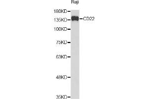Western blot analysis of extracts of Raji cells, using CD22 Antibody (ABIN3213588) at 1/1000 dilution. (CD22 antibody)