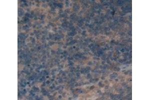 IHC-P analysis of Rat Tissue, with DAB staining. (CD72 antibody  (AA 126-237))