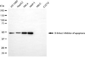 Western blotting analysis using X-linked inhibitor of apoptosis antibody (ABIN7800873).