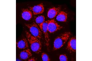 IF analysis of MPPB/PMPCB using anti-MPPB/PMPCB antibody (ABIN7600758).