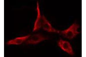 ABIN6274643 staining Hela cells by IF/ICC. (CYP2A6 antibody  (N-Term))
