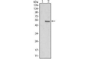 Western blot analysis using SUZ12 mAb against HEK293 (1) and SUZ12(AA: 533-739)-hIgGFc transfected HEK293 (2) cell lysate. (SUZ12 antibody)
