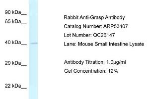 Western Blotting (WB) image for anti-GRP1 (General Receptor For phosphoinositides 1)-Associated Scaffold Protein (GRASP) (N-Term) antibody (ABIN2785380) (Tamalin/GRASP antibody  (N-Term))