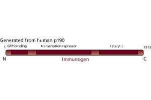 Image no. 3 for anti-Contactin Associated Protein 1 (CNTNAP1) (AA 1-1513) antibody (ABIN967781) (CNTNAP1 antibody  (AA 1-1513))