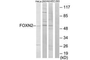 Western blot analysis of extracts from HeLa/293/HuvEc cells, using FOXN2 Antibody. (FOXN2 antibody  (AA 341-390))